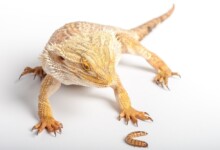 How Often Should You Feed A Bearded Dragon?