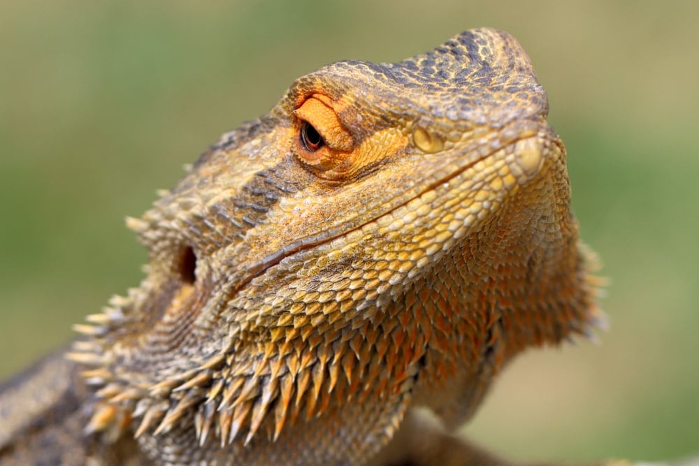 bearded dragon close