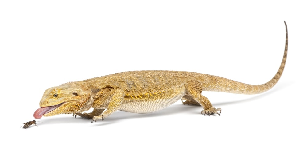 bearded dragon cricket 2