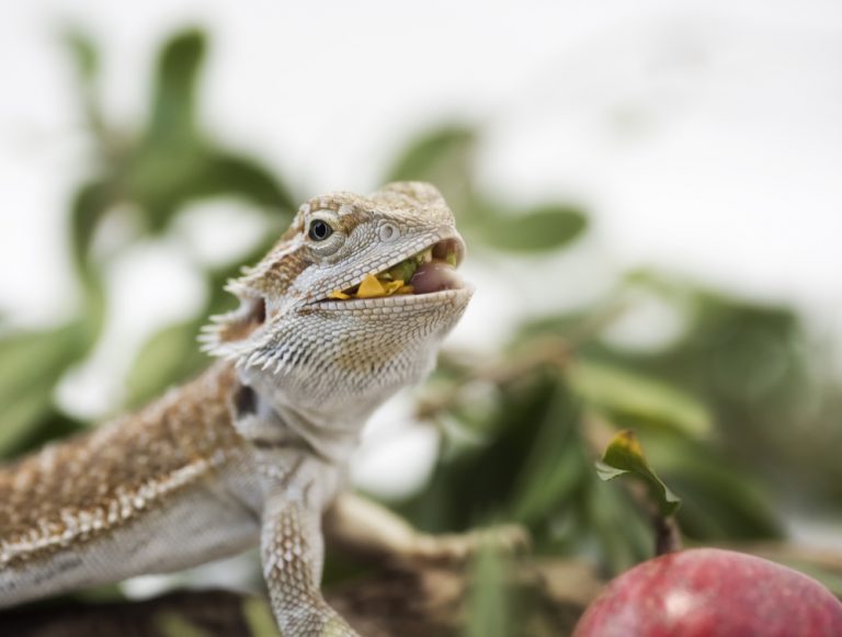 How Often Should You Feed A Bearded Dragon? » Petsoid