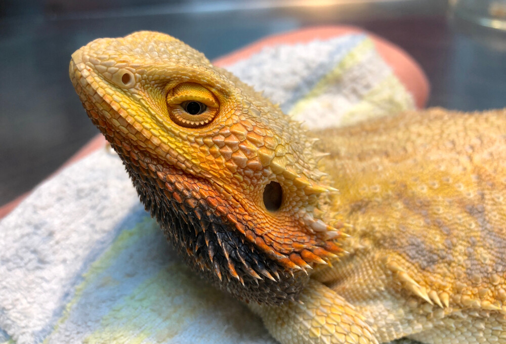 Sailfin Dragon Lizard Care Guide - Size & Lifespan » Petsoid