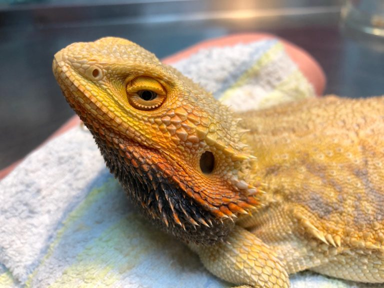 How To Tell If Your Bearded Dragon Is Sick » Petsoid