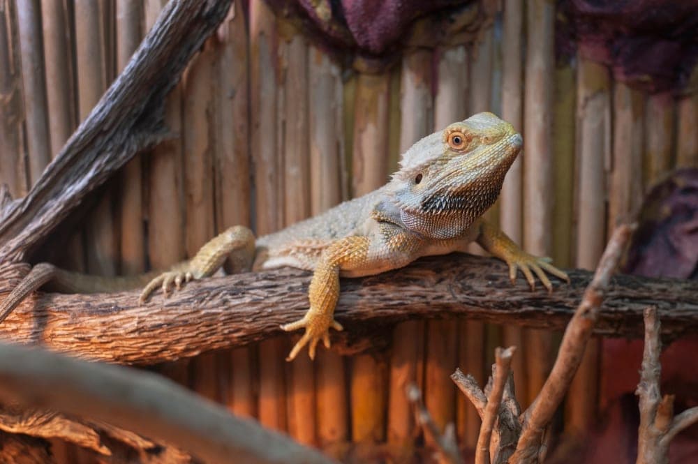 Easy Peasy Guide To Breeding Bearded Dragons » Petsoid