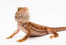 Easy Peasy Guide To Breeding Bearded Dragons