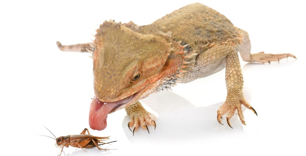 How Many Crickets Should You Feed Your Bearded Dragon Petsoid