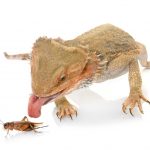 bearded dragon white bh