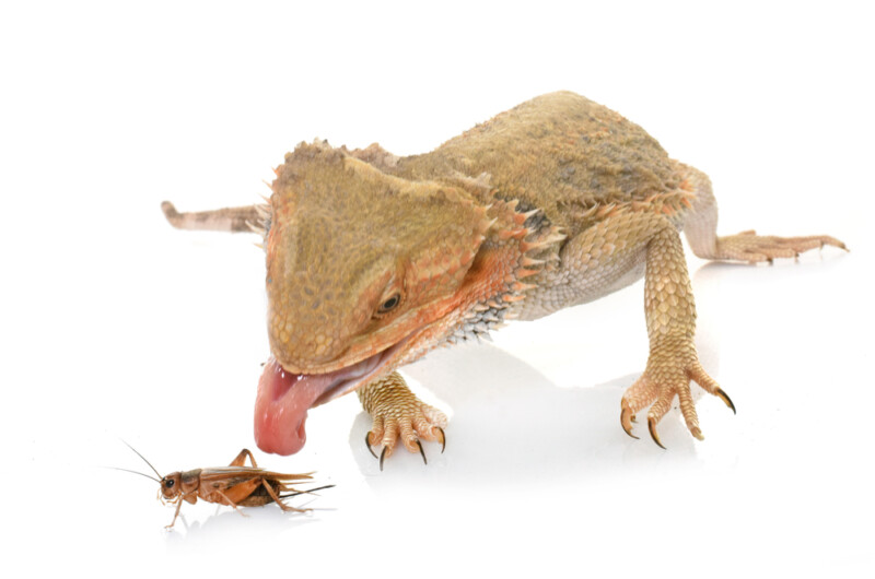 How Many Crickets Should You Feed Your Bearded Dragon? » Petsoid