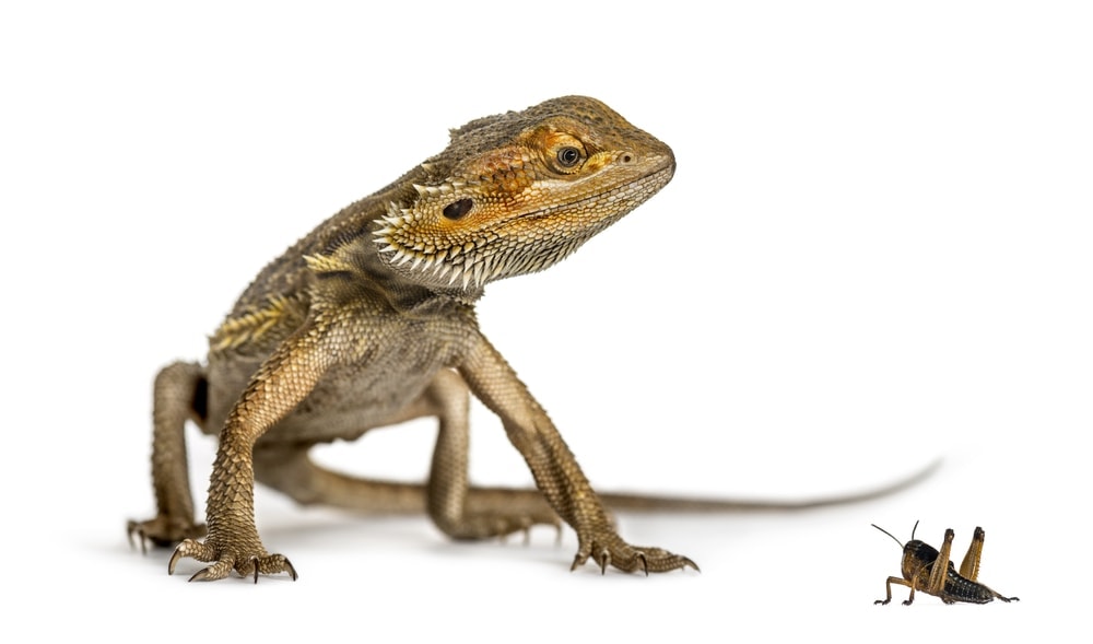 bearded dragon with cricket