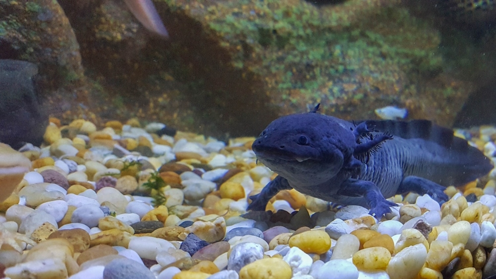 axolotl colors green