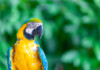 Blue & Gold Macaw Care Guide - Diet & Lifespan