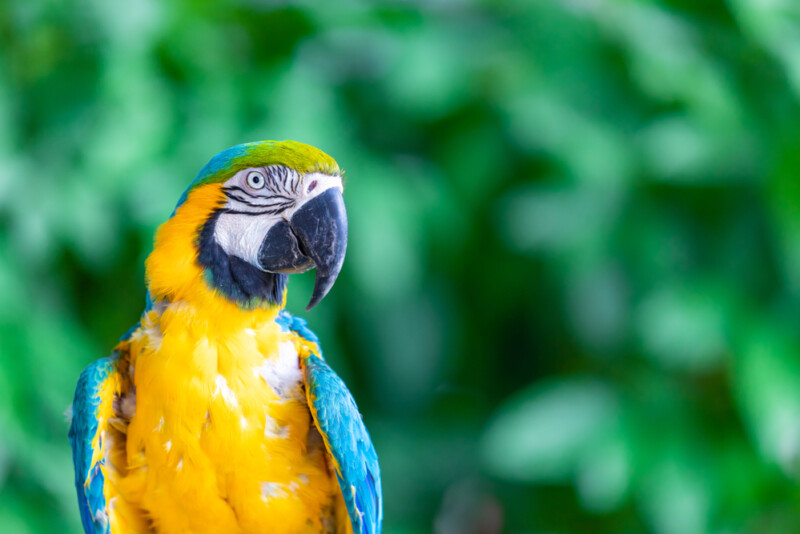 Blue & Gold Macaw Care Guide - Diet & Lifespan » Petsoid