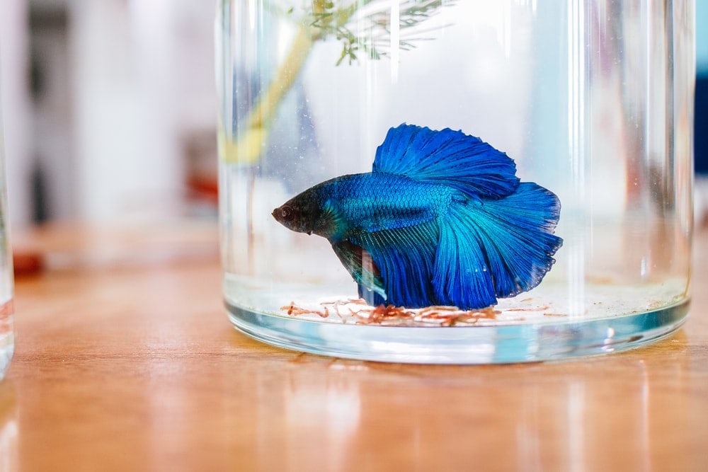 how-to-setup-a-betta-fish-tank-petsoid