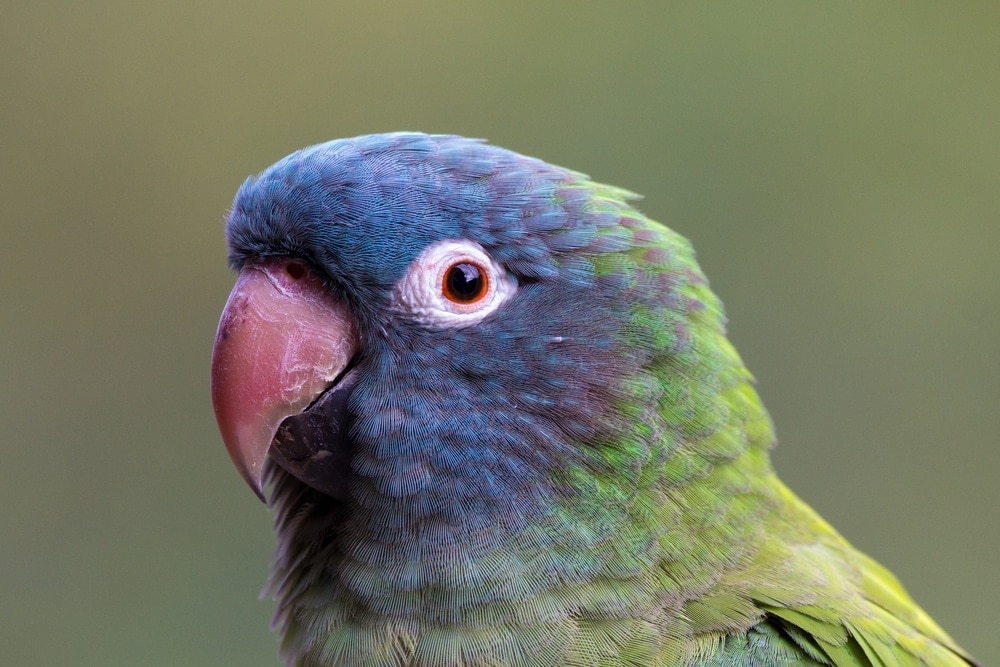 blue conure