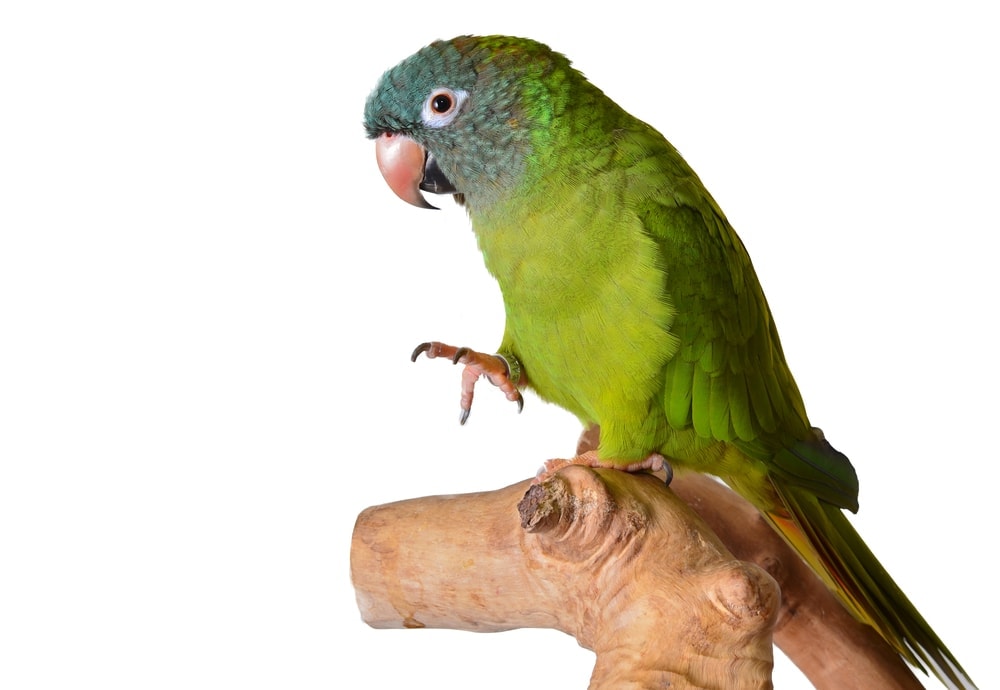 blue crowned conure