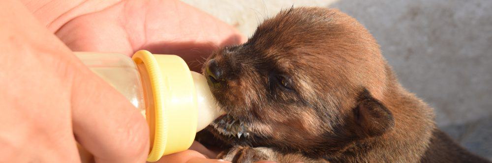 milk for newborn puppies philippines