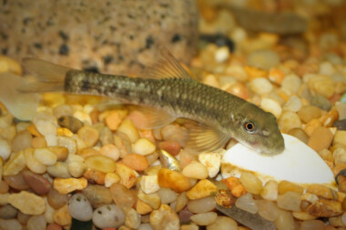 flat bottom feeder fish