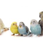 budgie vs cockatiel