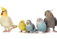 Budgie vs Cockatiel - Which is right for you?