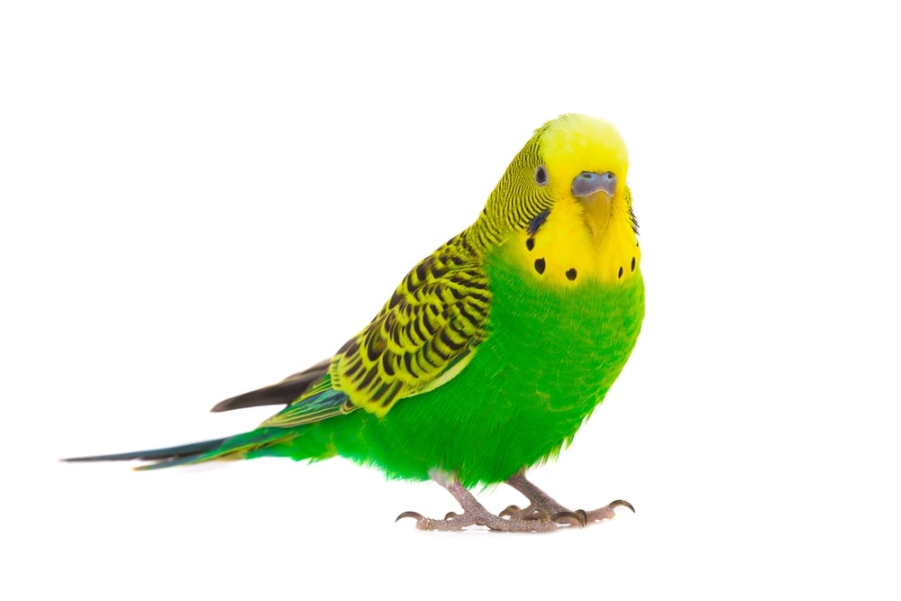 budgie