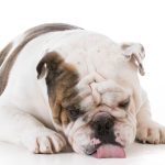 bulldog licking floor 1