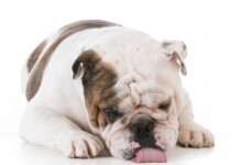 Why Your Dog Won’t Stop Licking the Floor