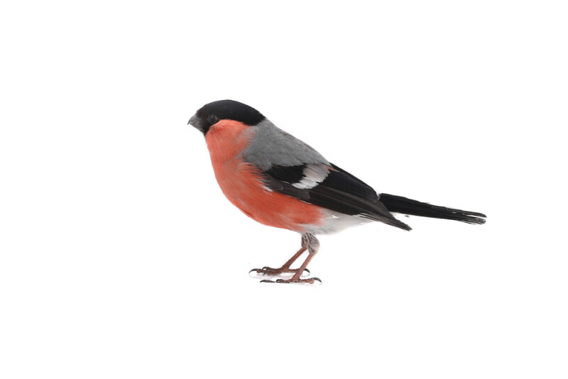 Finch Care Guide - Types, Lifespan & More » Petsoid