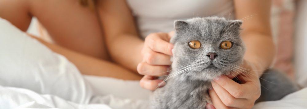 How To Calm A Female Cat In Heat Petsoid