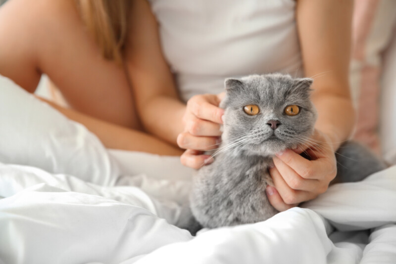 How to Calm a Female Cat in Heat » Petsoid