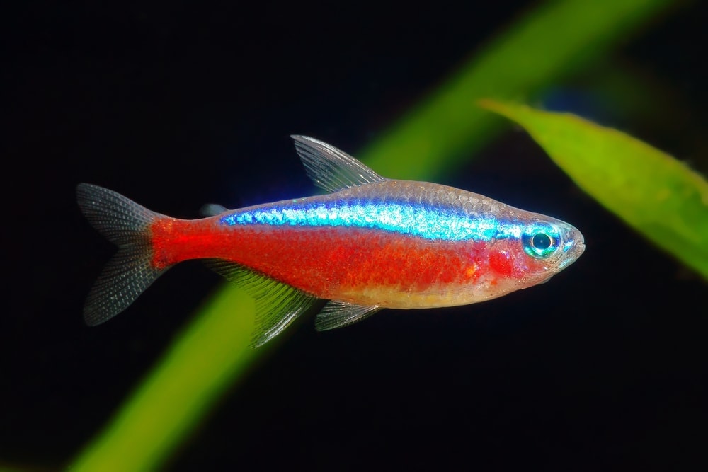 glow neon tetra