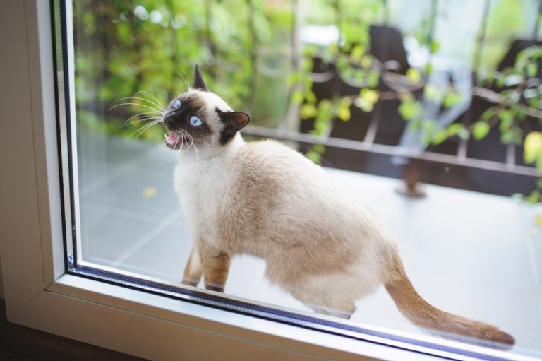 How to Keep a Cat Out of a Room » Petsoid