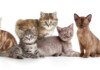 How many cat breeds are there?