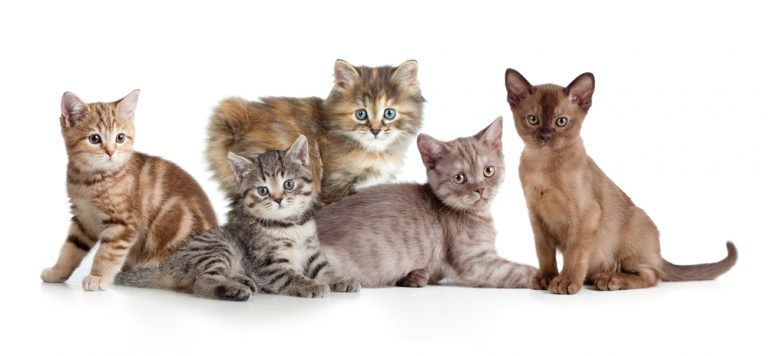 how-many-cat-breeds-are-there-petsoid