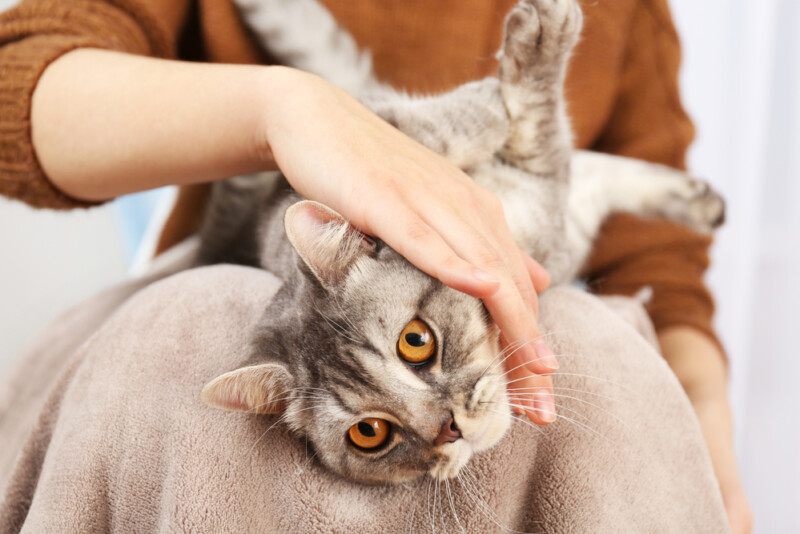 Why Your Cat Wants so much Attention » Petsoid