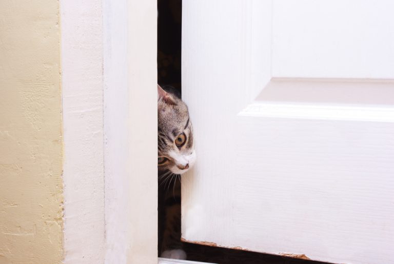 How to Keep a Cat Out of a Room » Petsoid