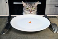 What to do if Your Cat Doesn’t Want to Eat