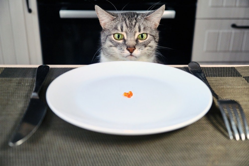 cat eat from plate