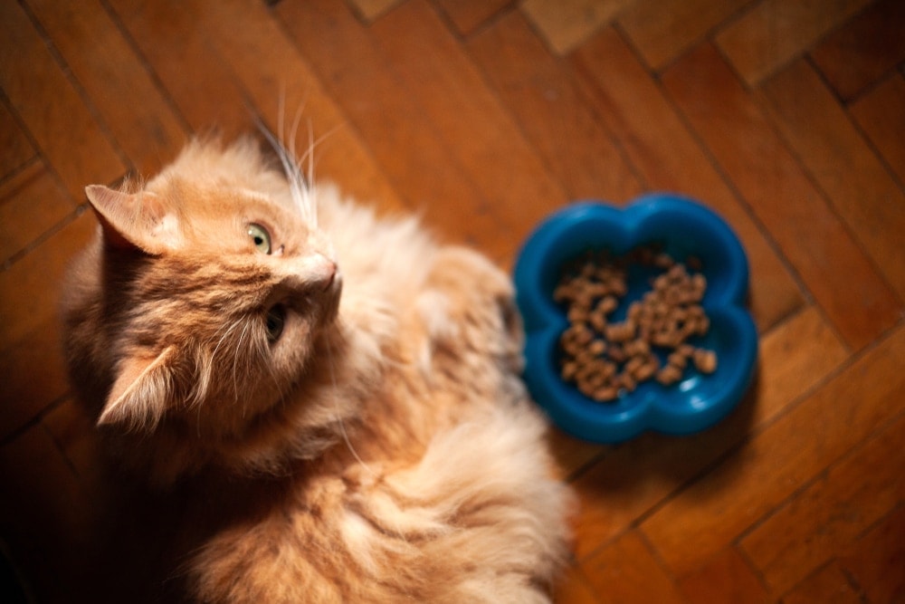 What to do if Your Cat Doesn’t Want to Eat » Petsoid