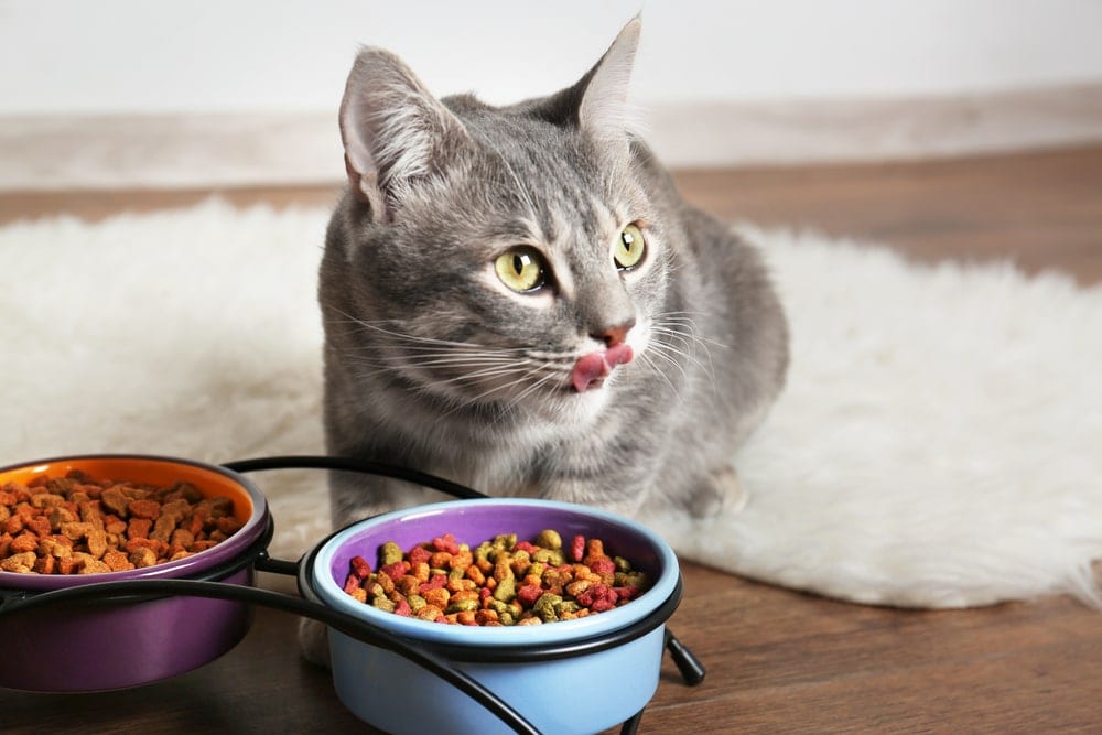 How Often Should you Feed a Cat? » Petsoid