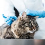 cat fiv vaccine