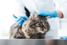 What is FIV Vaccine and why is it not Available Anymore?