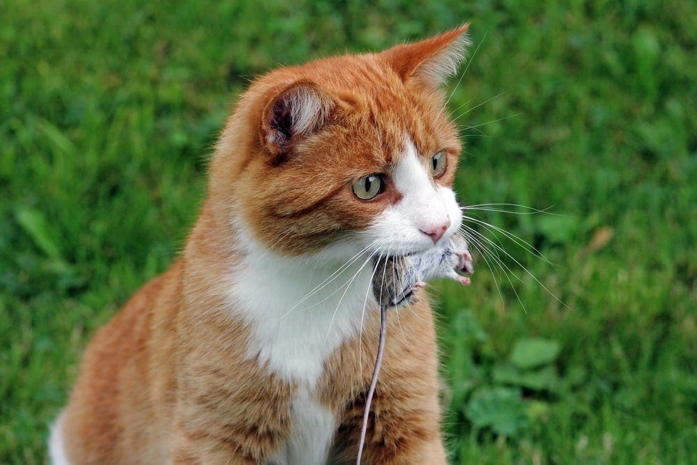 What Do Cats Eat in the Wild? » Petsoid