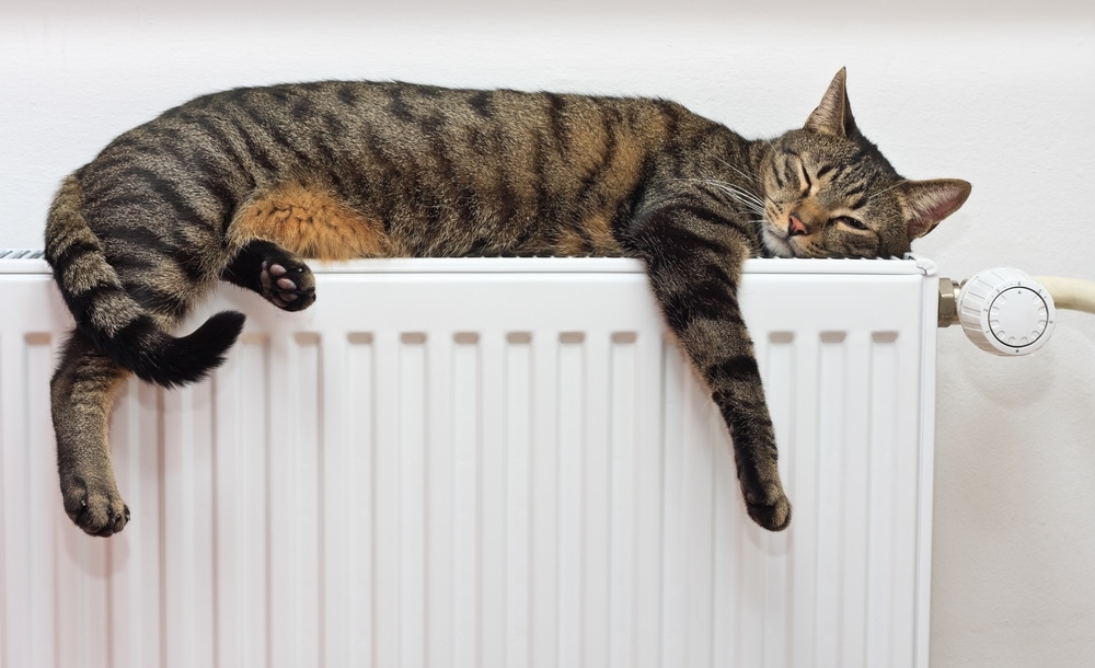 44 Best Pictures When Do Male Cats Go Into Heat : Your Female Cat In Heat - A Complete Guide from The Happy ...