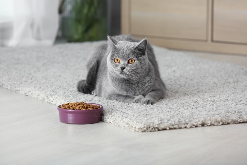 cat on mat with food