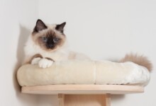 How to Build Cat Shelves