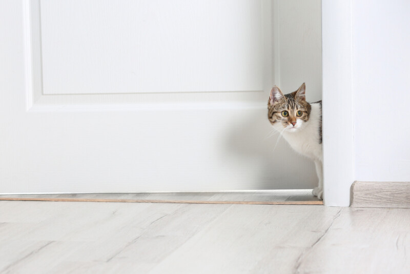 How to Keep a Cat Out of a Room » Petsoid