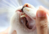 10 things to Know about Your Cats Teeth