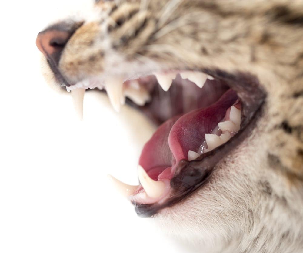 cat teeths