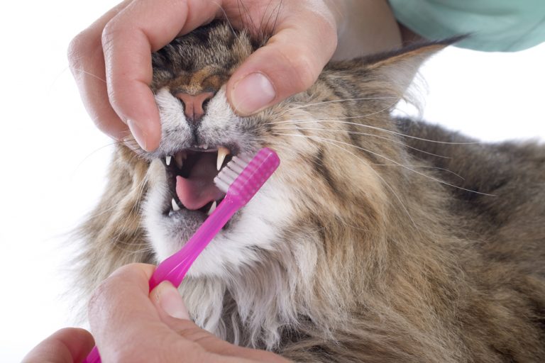 10 things to Know about Your Cats Teeth » Petsoid
