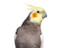 Cockatiel - Care Guide - Types, Lifespan & More