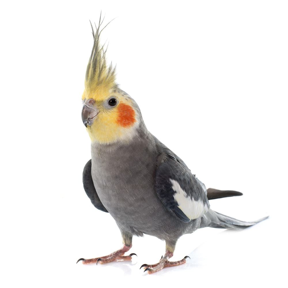 cockatiel 2